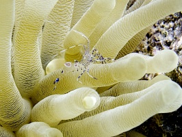 IMG 4063 Spotted Cleaner Shrimp